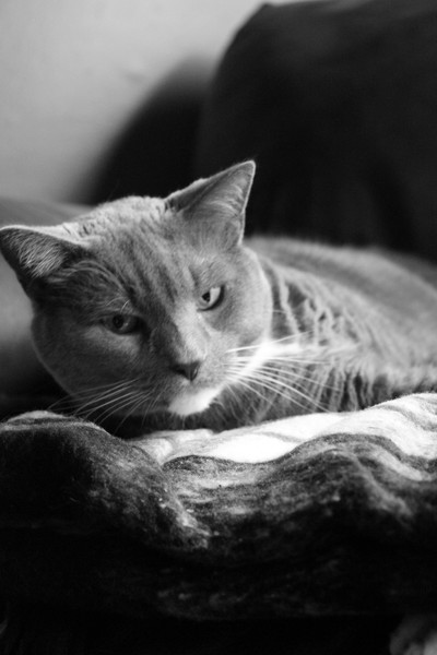 My Cat