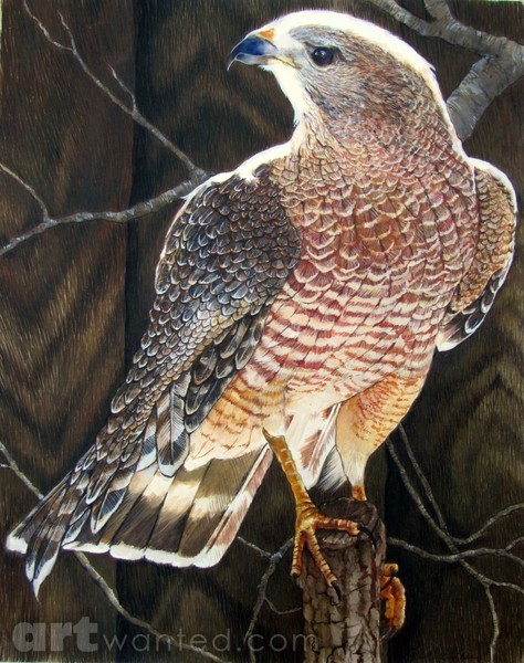 Red-Shouldered Hawk