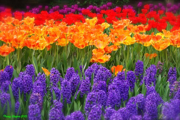 Rainbow Spring