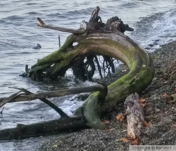 Dragon Driftwood