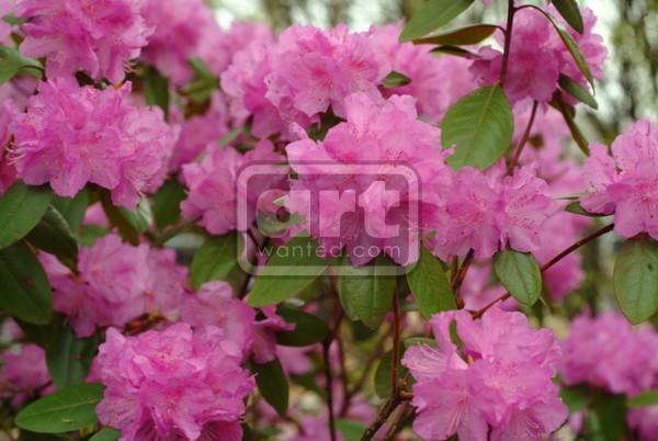 Rhododendron