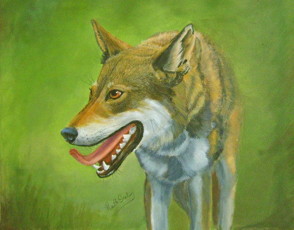 Red Wolf