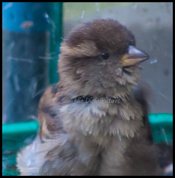 Bird Bath