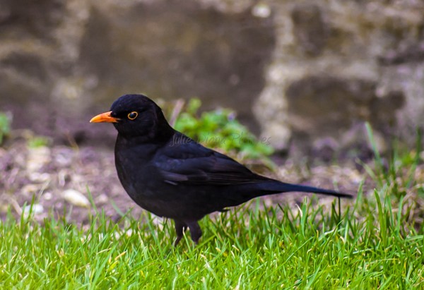 Black Spy