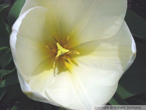 TULIP