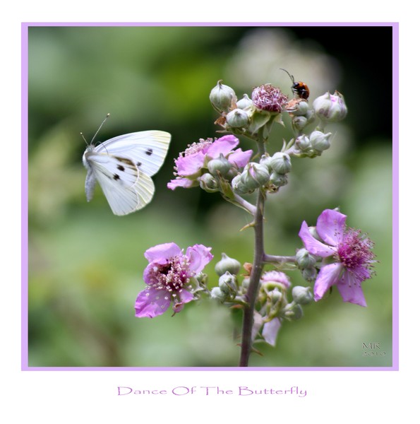Butterfly´s Dance