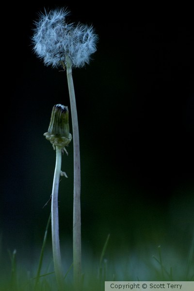 Child of the Dandelion