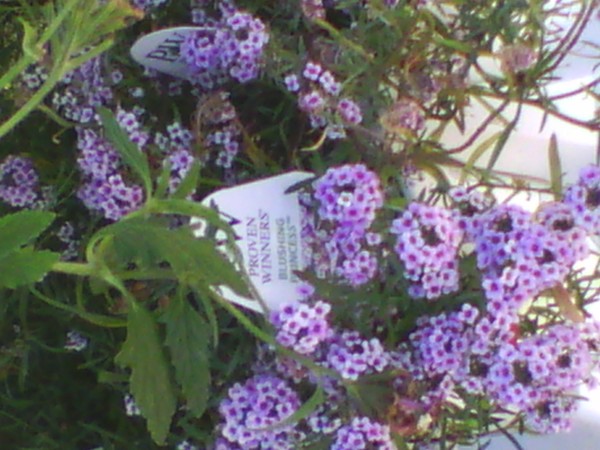 purple pops