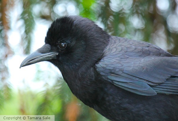 Crow - detail