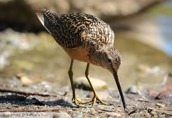 Foraging Dowitcher