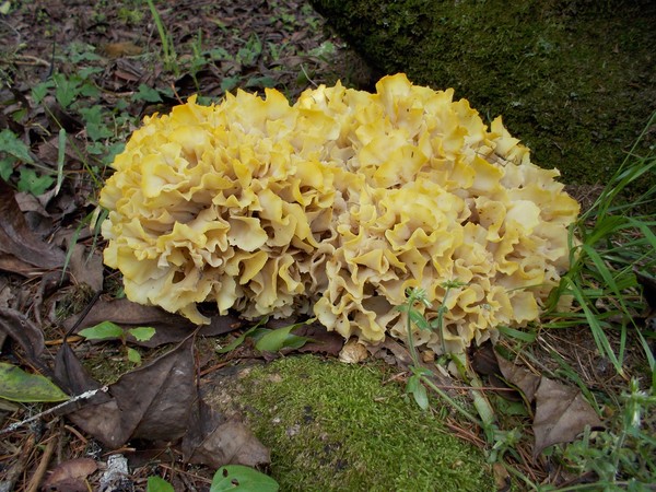 Mushroom