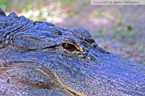 Gator
