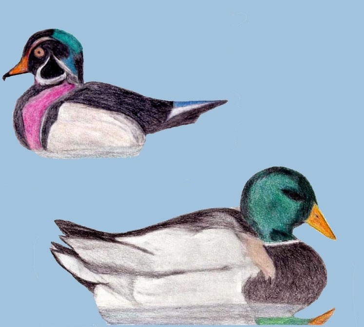 DUCKS