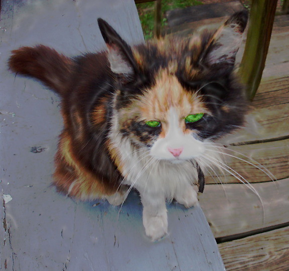 swampkitty