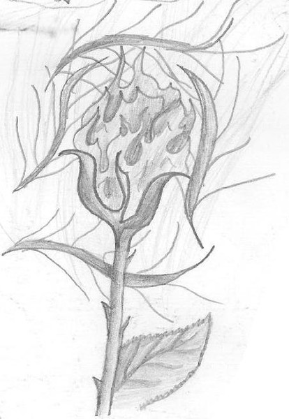 Essence Rosa