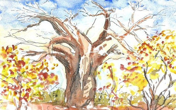 Baobab Tree