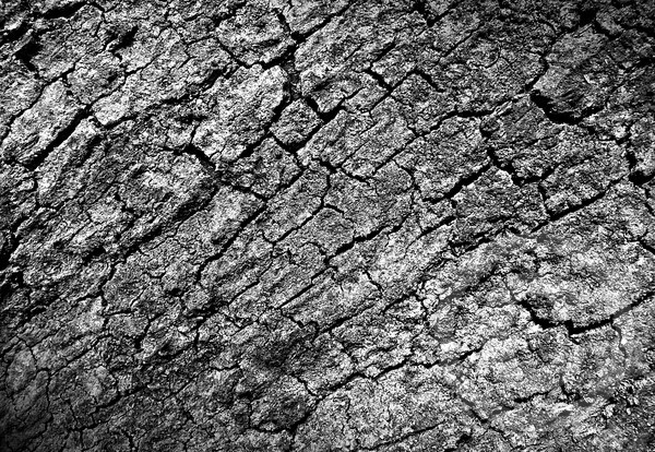 tree skin texture