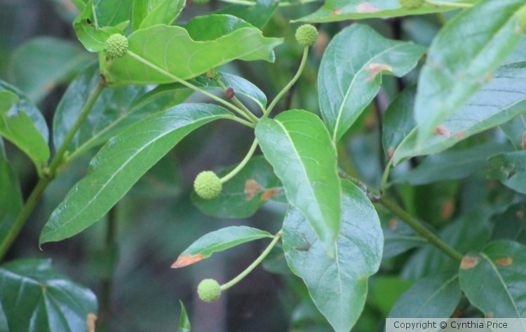 Leaves
