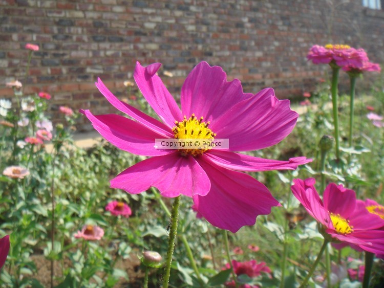 DSC07481