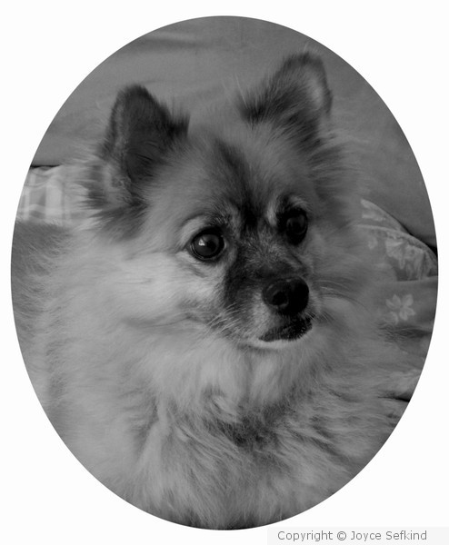 Dog Portrait