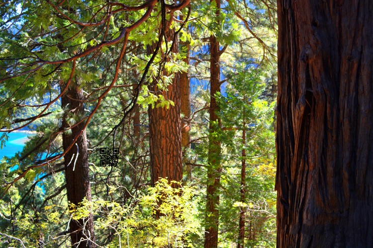forest1