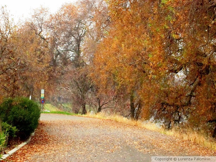 Bike Path