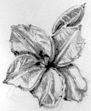 Azelea Sketch