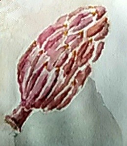 Magnolia Pod Watercolor