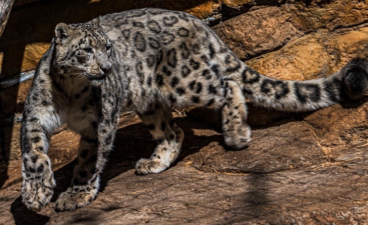 Snow Leopard at Santa Barbara Zoo - September 24 28 2026