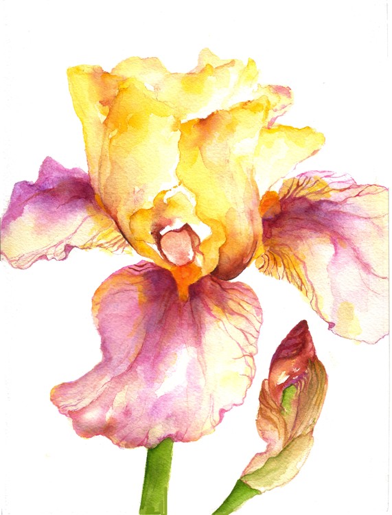 Iris 1
