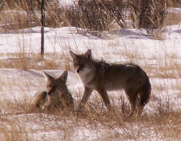Coyote Love