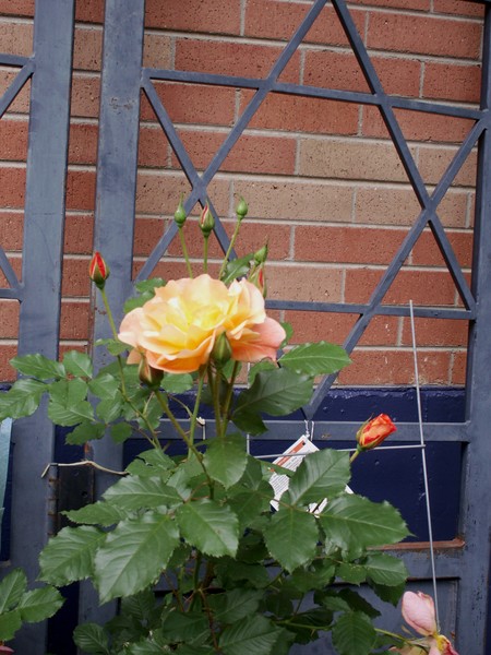 Old Gate with Rose