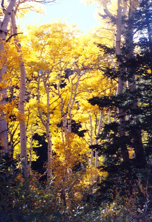 Fall leaf and pine