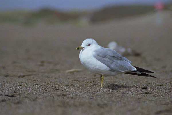gull #3