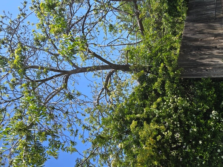 butternut tree