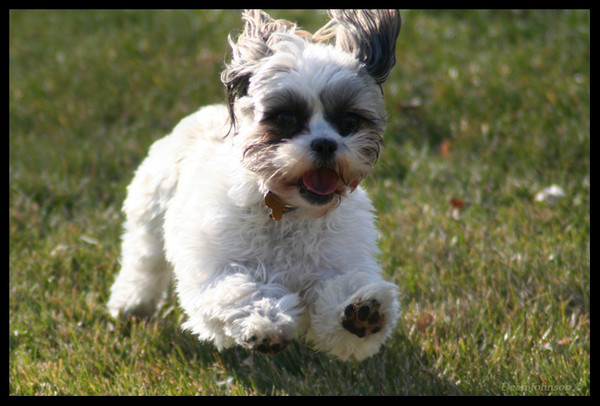 Joyful in the Park II