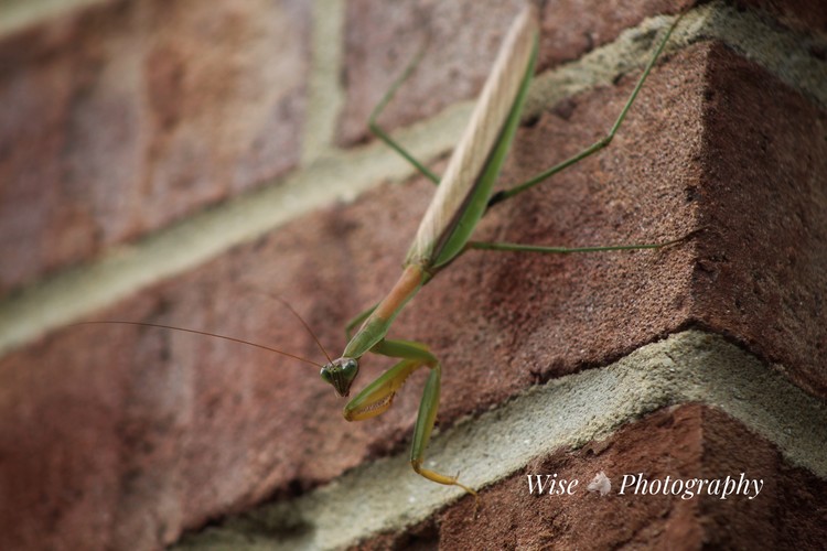 Praying Mantis