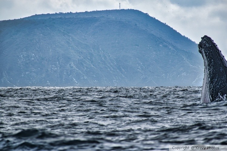 Humpback Photo Bomb