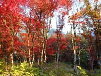 THEME: Fall Leaves Photography