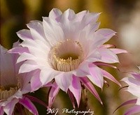 The Mystery of Succulents…..New Artist Group 