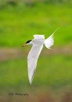 New Artist Group…….”Taking Flight”