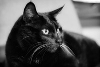 Photographers - 50mm lens