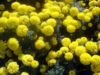 yellow flowers