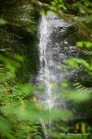 New Artist Group……….Pacific Northwest