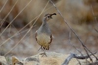 New Artist Group