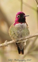 New Artist Group Hummingbirds 