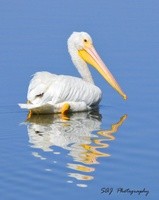 New Artist Group Pelicans
