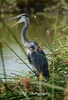 New Artist Group Herons and Egrets