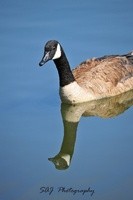 New Artist Group Geese