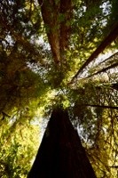 New Artist Group California Redwoods and Giant Sequoias